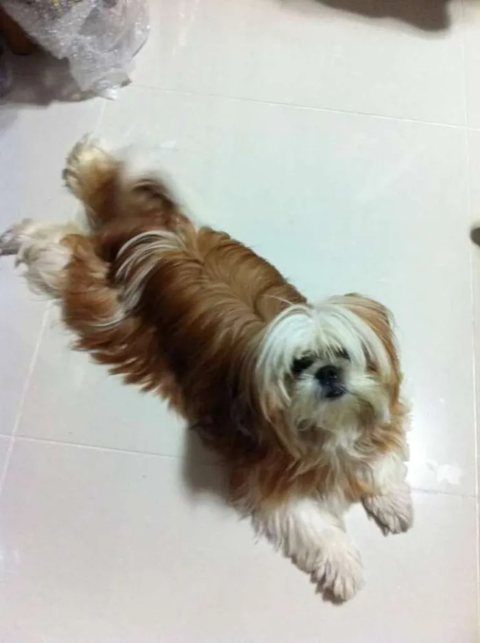 Cachorro ra a Shihtzu idade 6 ou mais anos nome Molly
