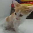 Lorinho
