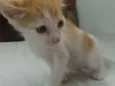 Lorinho
