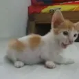 Lorinho
