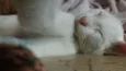 Smigol
