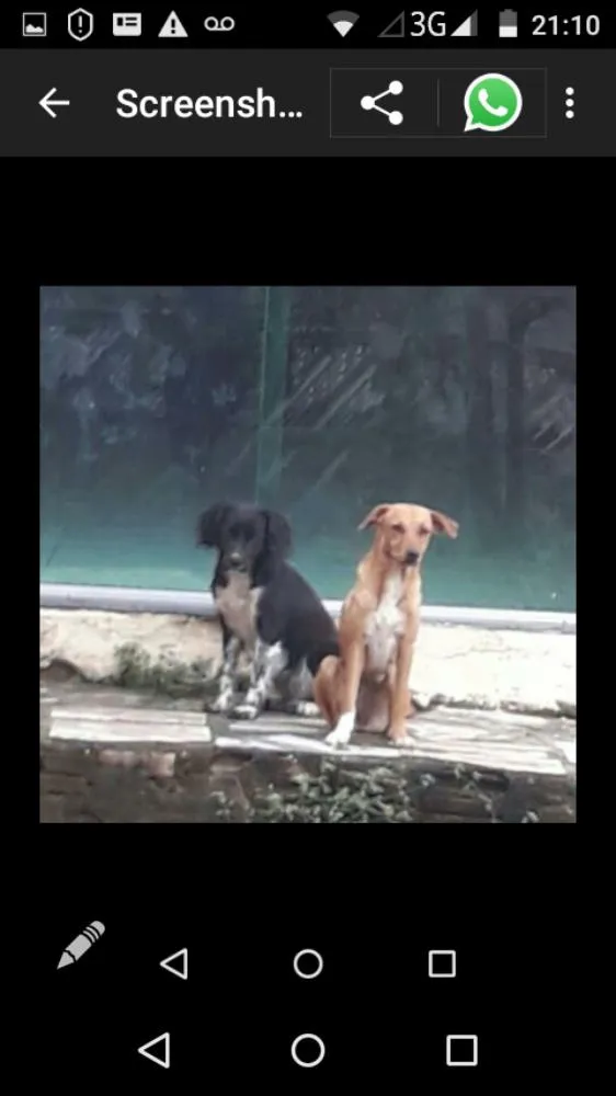 Cachorro raça Vira-latas idade 5 anos nome Sacha,Nega e Patríci