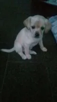 Milla