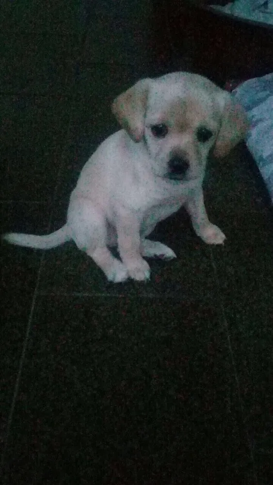 Cachorro raça Mistura com labrador idade Abaixo de 2 meses nome Milla