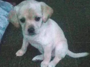 Cachorro raça Mistura com labrador idade Abaixo de 2 meses nome Milla