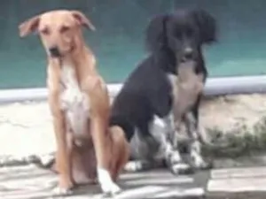 Cachorro raça Vira-latas idade 5 anos nome Sacha,Nega e Patríci