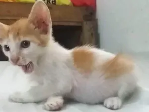 Gato raça Srd idade 2 a 6 meses nome Lorinho