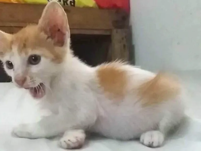 Gato ra a Srd idade 2 a 6 meses nome Lorinho