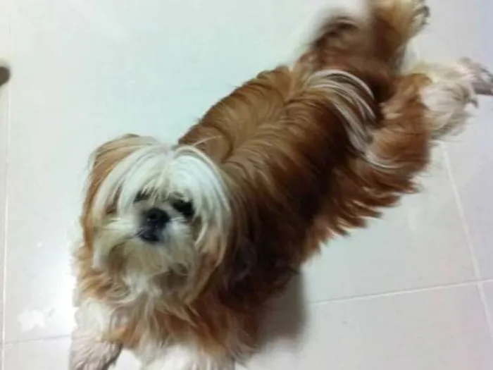 Cachorro ra a Shihtzu idade 6 ou mais anos nome Molly