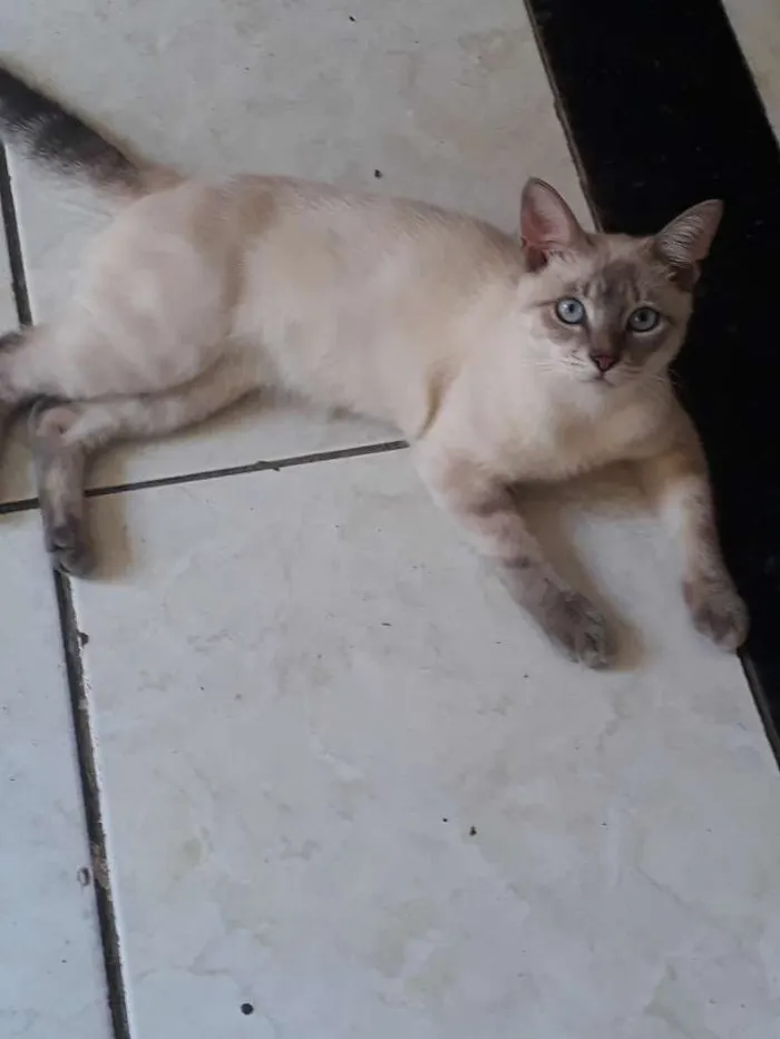 Gato raça Siamês  idade 7 a 11 meses nome Freddy