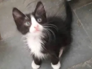 Gato raça SRD idade Abaixo de 2 meses nome Sem nome