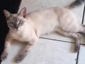 Gato raça Siamês  idade 7 a 11 meses nome Freddy