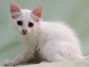 Gato raça SRD idade Abaixo de 2 meses nome Sem nome