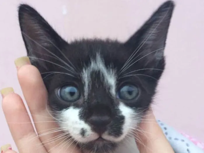Gato ra a Vira lata idade Abaixo de 2 meses nome Sem nome