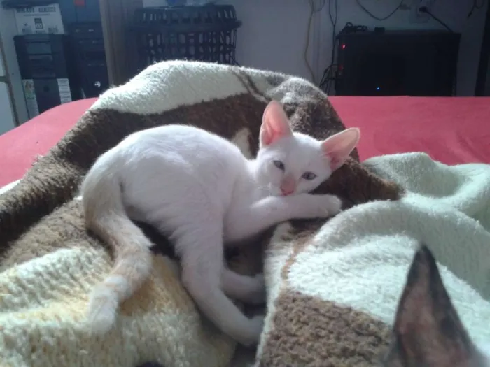 Gato ra a SRD idade 2 a 6 meses nome Branquinho