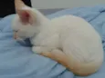 Branquinho