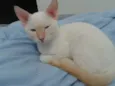 Branquinho