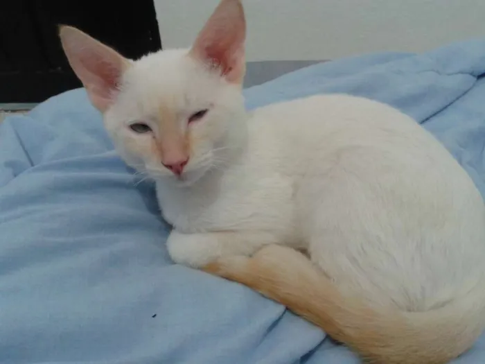Gato ra a SRD idade 2 a 6 meses nome Branquinho