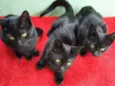 gatinhos
