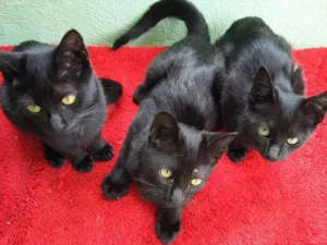 Gato raça Siamês idade 2 a 6 meses nome gatinhos