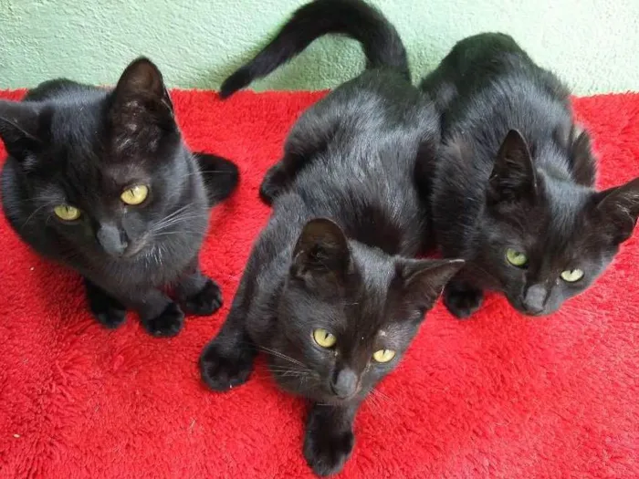 Gato ra a Siamês idade 2 a 6 meses nome gatinhos