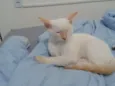 Branquinho