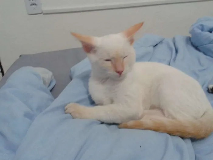 Gato ra a SRD idade 2 a 6 meses nome Branquinho
