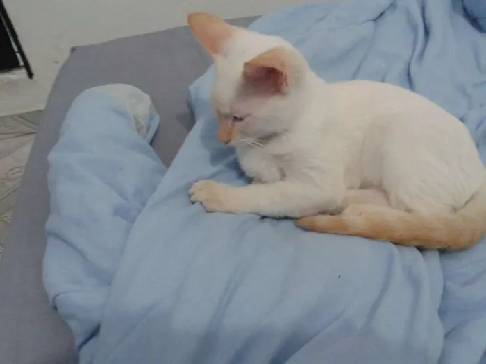 Gato ra a SRD idade 2 a 6 meses nome Branquinho