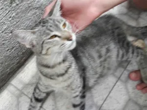 Gato raça SEM RAÇA DEFINIDA  idade 7 a 11 meses nome SEM NOME