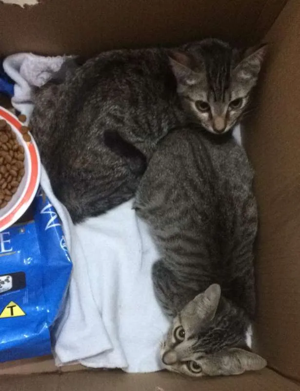 Gato raça vira lata idade 2 a 6 meses nome Canjica e Dendê