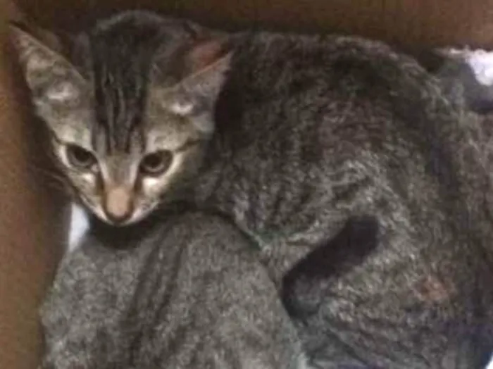 Gato raça vira lata idade 2 a 6 meses nome Canjica e Dendê