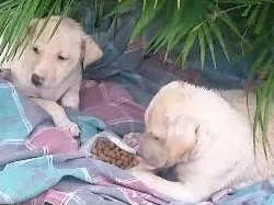 Cachorro raça  idade Abaixo de 2 meses nome Sem nome