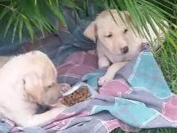 Cachorro raça  idade Abaixo de 2 meses nome Sem nome