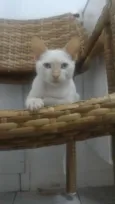 Olhinho