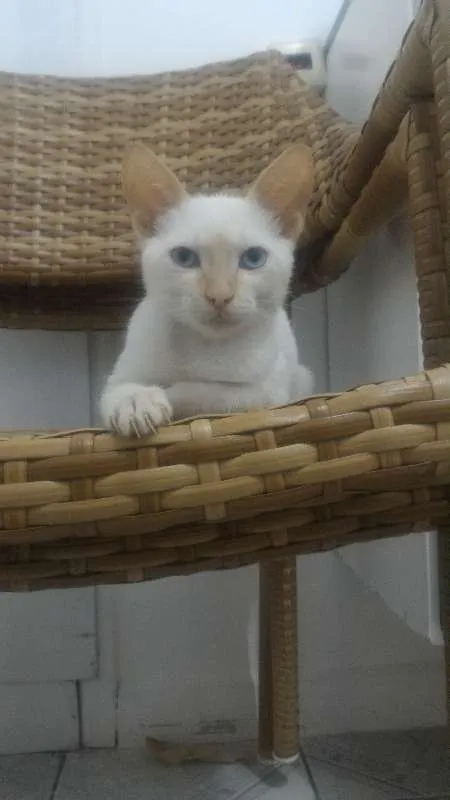 Gato ra a SRD idade 2 a 6 meses nome Olhinho