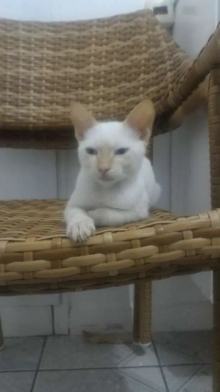 Gato ra a SRD idade 2 a 6 meses nome Olhinho