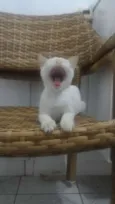 Olhinho