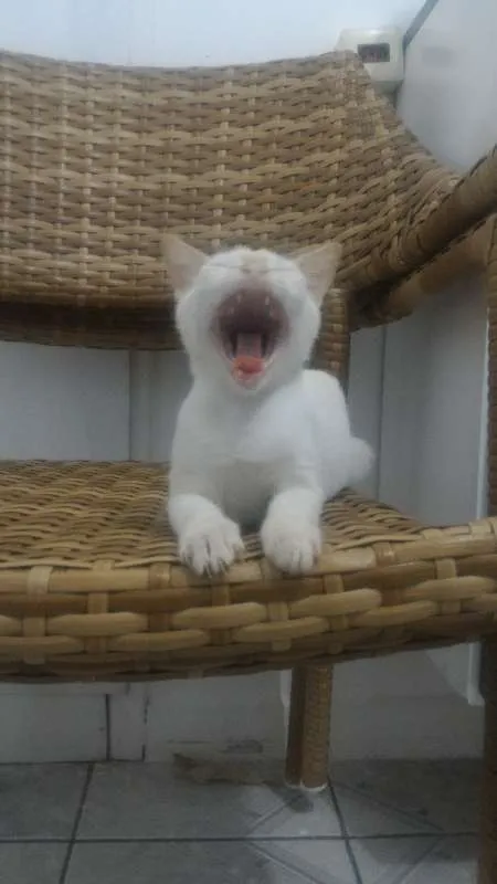 Gato ra a SRD idade 2 a 6 meses nome Olhinho