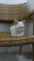 Olhinho