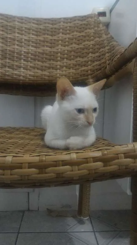 Gato ra a SRD idade 2 a 6 meses nome Olhinho