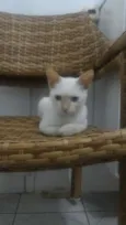 Olhinho