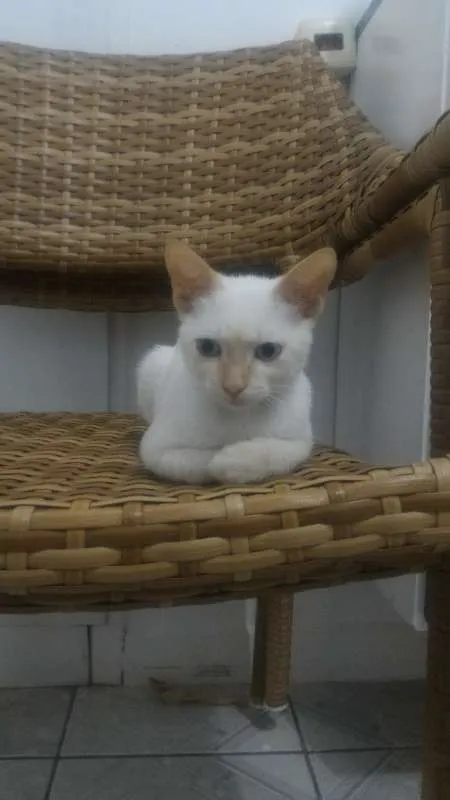 Gato ra a SRD idade 2 a 6 meses nome Olhinho