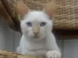 Olhinho