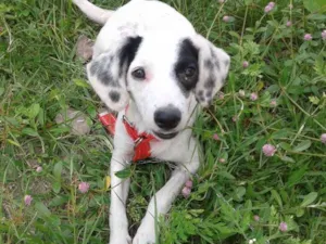 Cachorro raça Vira lata  idade 7 a 11 meses nome Tobi 