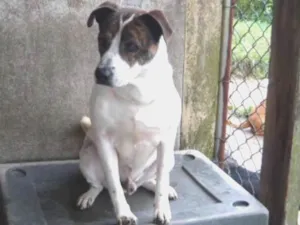 Cachorro raça SRD idade 4 anos nome Mike