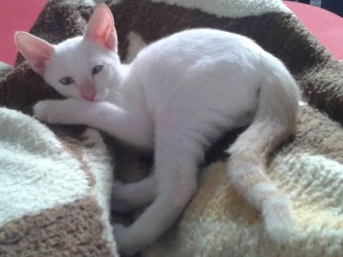 Gato ra a SRD idade 2 a 6 meses nome Branquinho