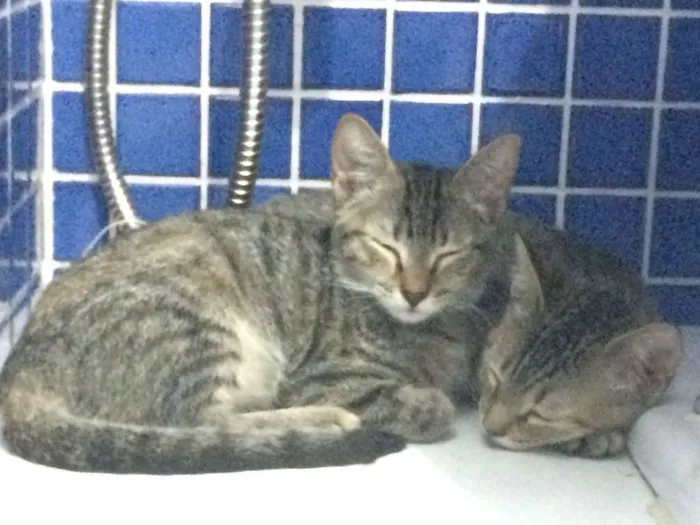 Gato raça vira lata idade 2 a 6 meses nome Canjica e Dendê