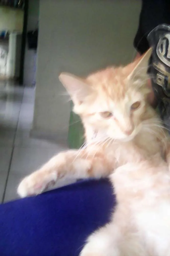 Gato raça Sem Raça Definida idade 2 a 6 meses nome Horus