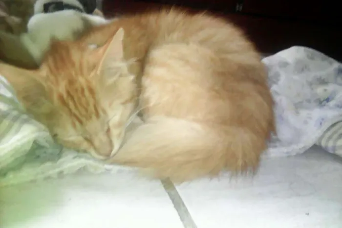 Gato raça Sem Raça Definida idade 2 a 6 meses nome Horus