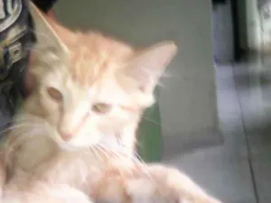 Gato raça Sem Raça Definida idade 2 a 6 meses nome Horus